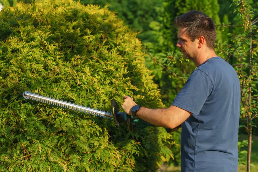 Landscaper shaping a tall hedge with a trimmer