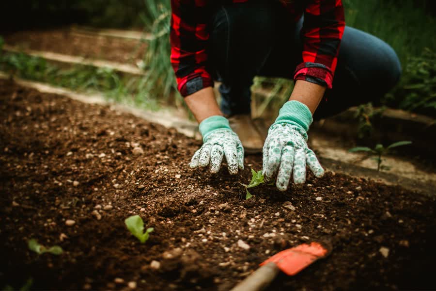 Gloved hands planting a seedling in fresh soil